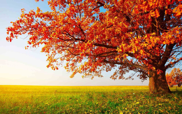 Red leaves tree grassy field #2 free wallpaper - medium preview image