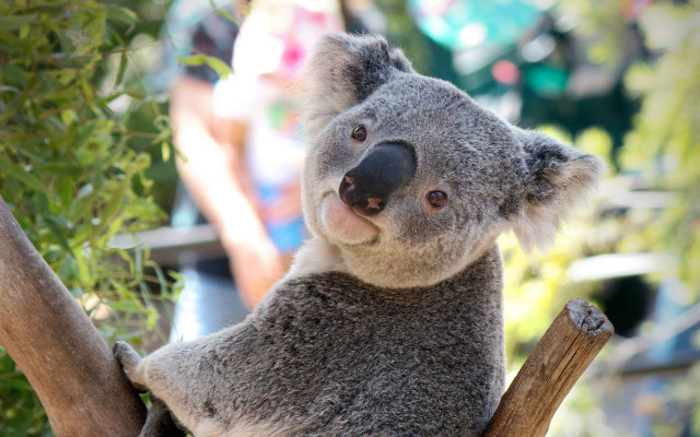 Koala sitting tree people background free wallpaper - medium preview image