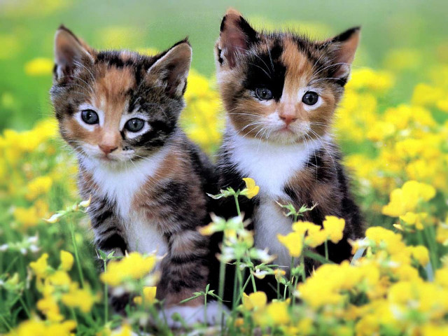Kittens yellow flowers grass sitting free wallpaper - medium preview image