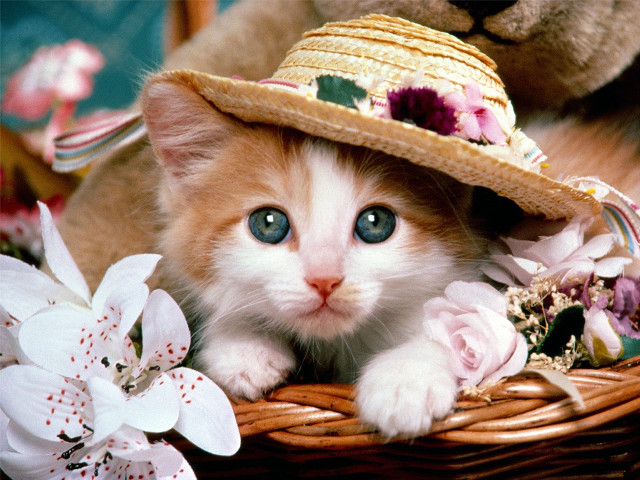Kitten hat basket flowers teddy #6 free wallpaper - medium preview image