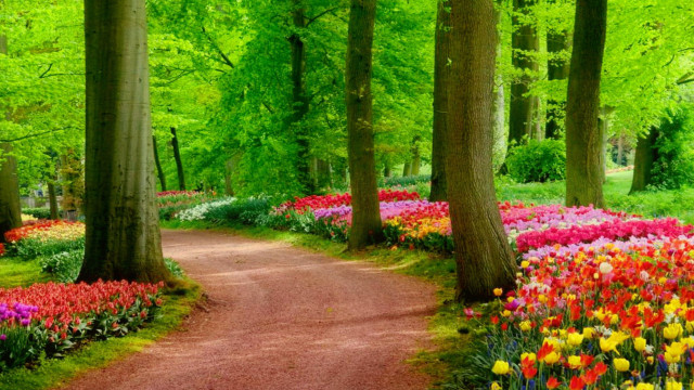 Forest path flower filled trees free wallpaper - medium preview image