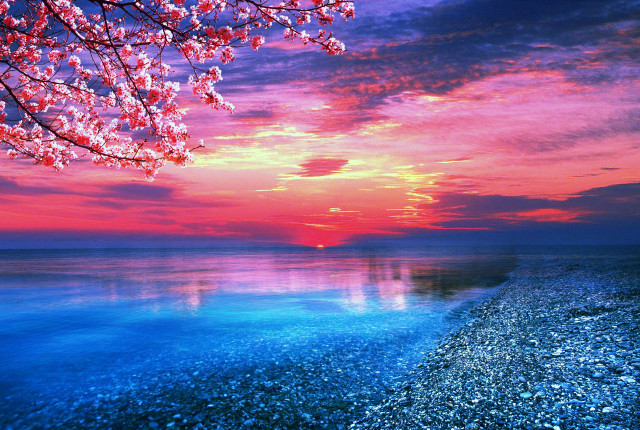 Sunset water tree pink sky free wallpaper - medium preview image