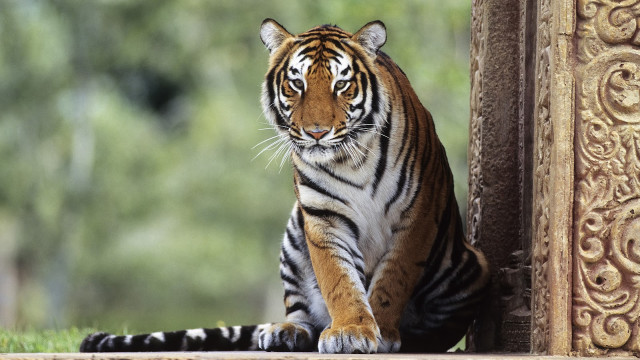 Tiger sitting ground wall doorway free wallpaper - medium preview image