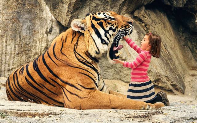Woman petting tiger beach outdoors free wallpaper - medium preview image