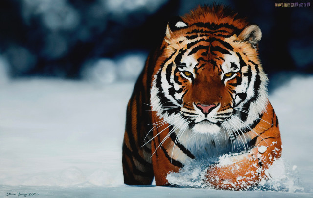 Tiger walking snow wild nature free wallpaper - medium preview image