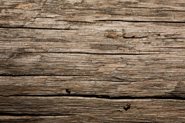 Bird perched wood black bird free wallpaper - medium preview image