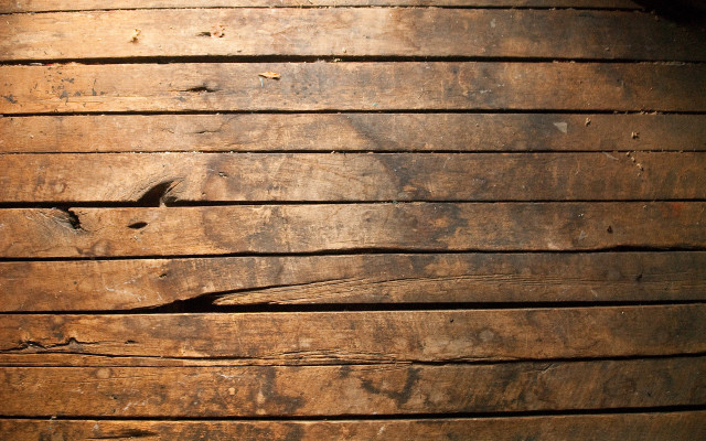 Wooden plank bird side bird #3 free wallpaper - medium preview image