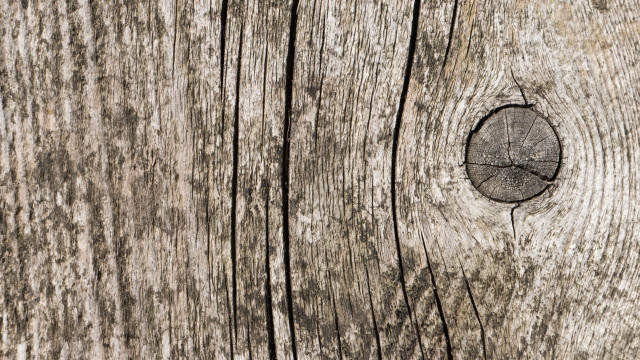 Wood hole bark missing trunk free wallpaper - medium preview image