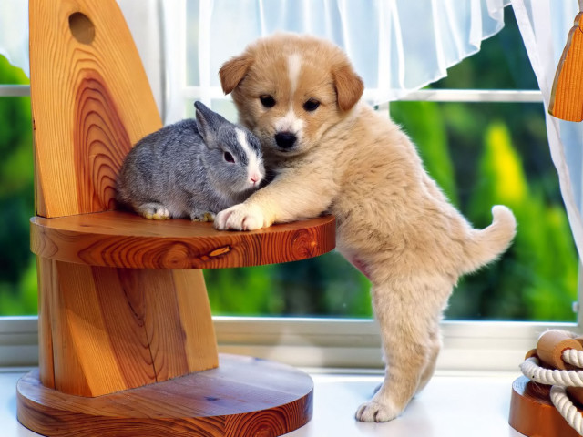 Puppy rabbit sitting on chair #2 free wallpaper - medium preview image