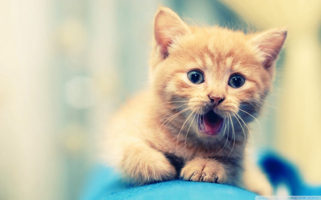 Surprised kitten blue surface mouth free wallpaper - medium preview image