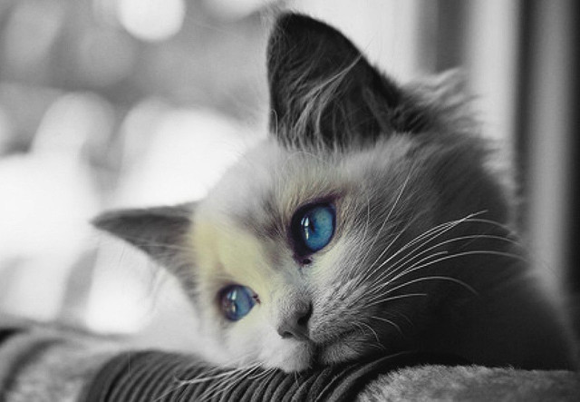 Cat blue eyes couch serious free wallpaper - medium preview image