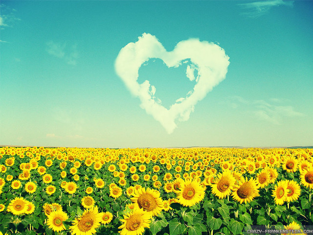 Sunflower field heart cloud sky free wallpaper - medium preview image