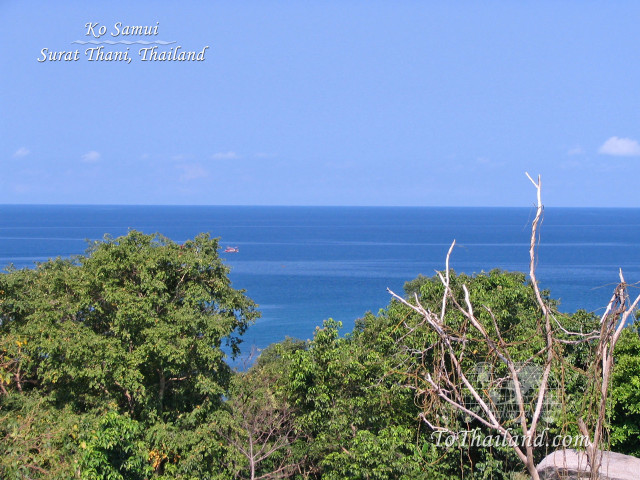 Ocean view hilltop trees foreground free wallpaper - medium preview image
