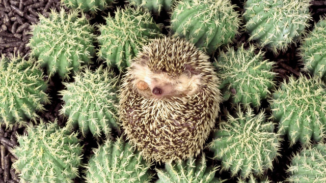 Hedgehog cactus ecological art award free wallpaper - medium preview image