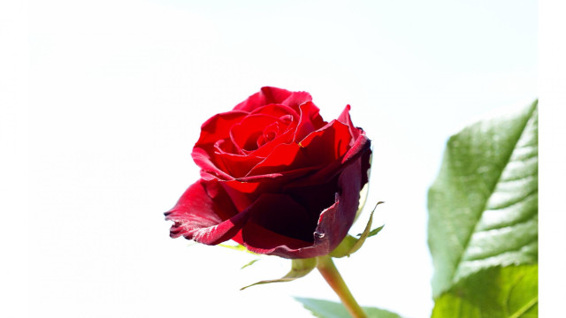 Red rose green leaf blurry free wallpaper - medium preview image