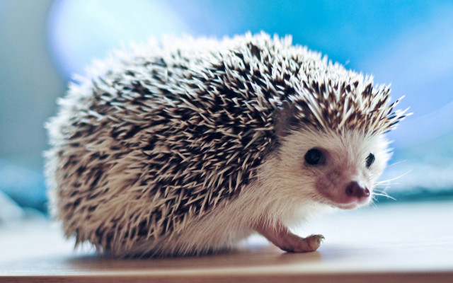 Hedgehog walking table blue background free wallpaper - medium preview image