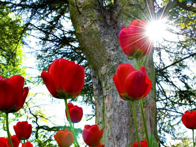 Red flowers sunlight tree trunk free wallpaper - medium preview image