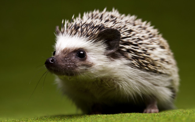 Hedgehog green surface sad looking free wallpaper - medium preview image