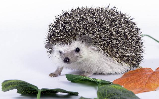 Hedgehog leaf flower white background free wallpaper - medium preview image