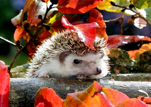 Hedgehog red hat rock tree free wallpaper - medium preview image