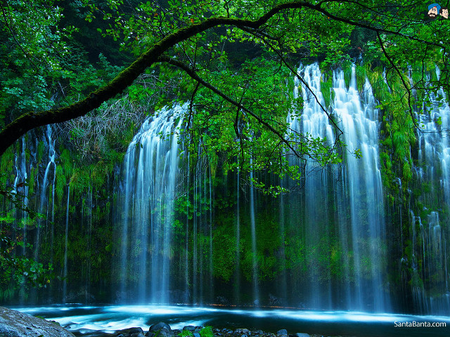 Waterfall tree forest stream nature free wallpaper - medium preview image