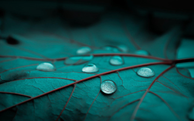 Leaf water droplets nature green free wallpaper - medium preview image