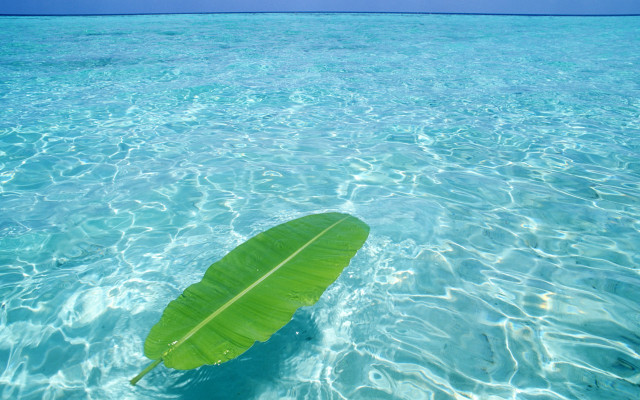 Leaf floating water sunny day free wallpaper - medium preview image