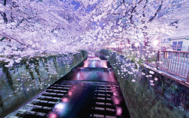 River flowers bridge lights building free wallpaper - medium preview image
