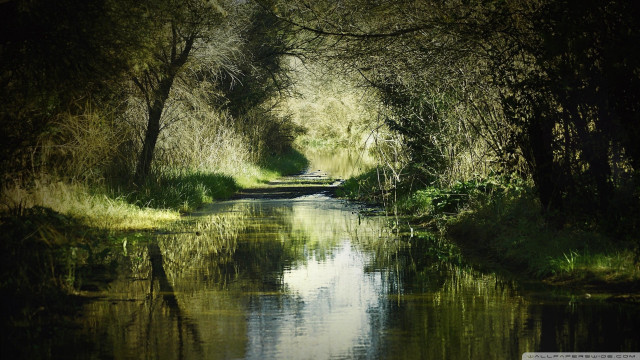 Narrow river forest trees grass free wallpaper - medium preview image