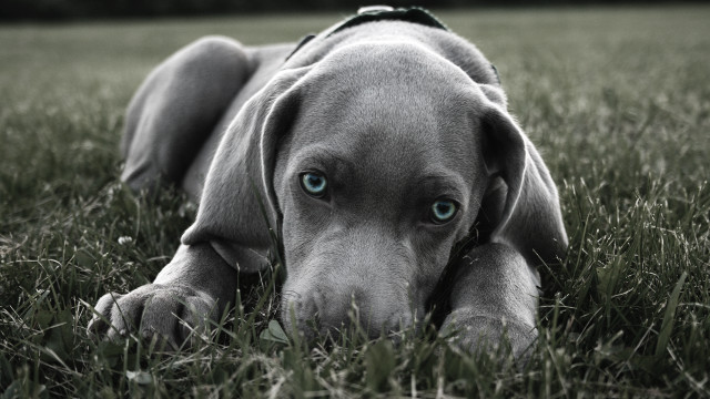 Dog laying grass head down free wallpaper - medium preview image