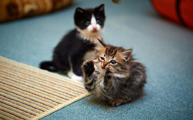 Kittens sitting floor looking camera free wallpaper - medium preview image