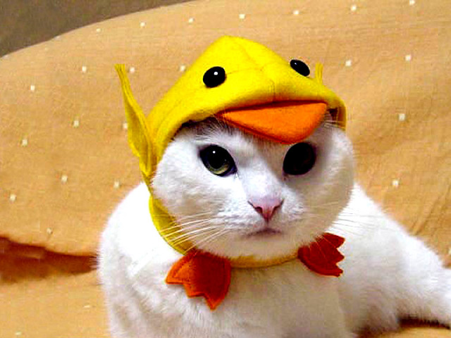 Cat yellow duck hat red free wallpaper - medium preview image