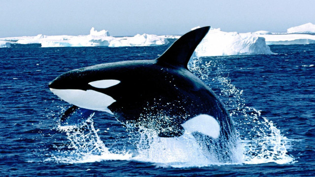 Whale jumping icebergs ocean blue free wallpaper - medium preview image