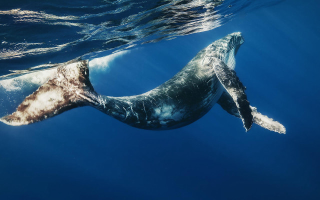 Whale swimming ocean tail up #3 free wallpaper - medium preview image