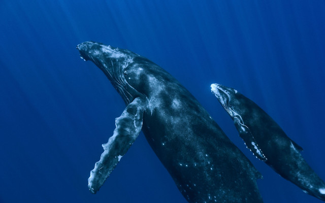 Humpback whales swimming ocean together #2 free wallpaper - medium preview image