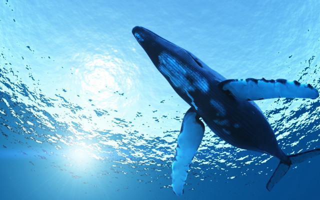 Whale swimming ocean sunlight bubbles free wallpaper - medium preview image
