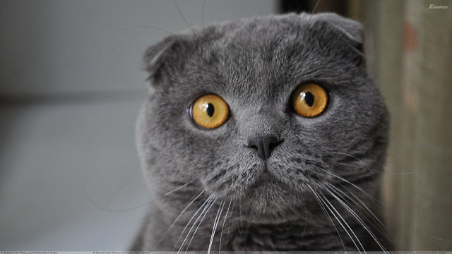 Gray cat yellow eyes serious #6 free wallpaper - medium preview image