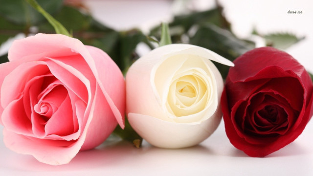 Three roses green leaves blurry free wallpaper - medium preview image