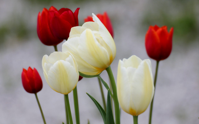 Red white flowers vase tabletop free wallpaper - medium preview image