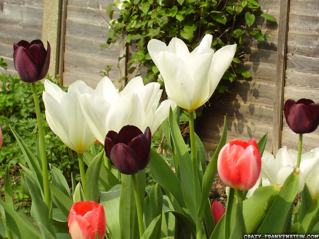 Flowers grass fence building wooden free wallpaper - medium preview image