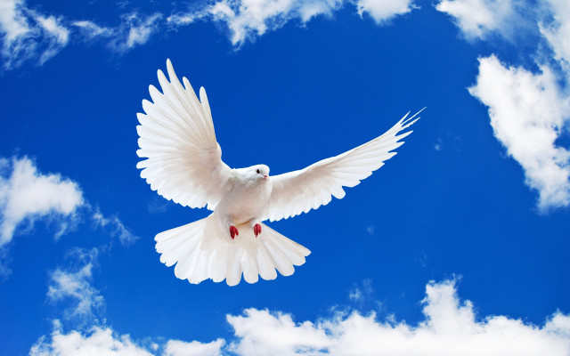 White dove red wing blue free wallpaper - medium preview image