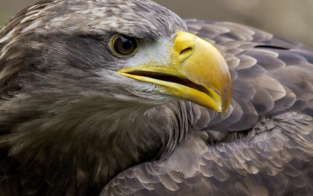 Bird prey yellow beak brown #4 free wallpaper - medium preview image