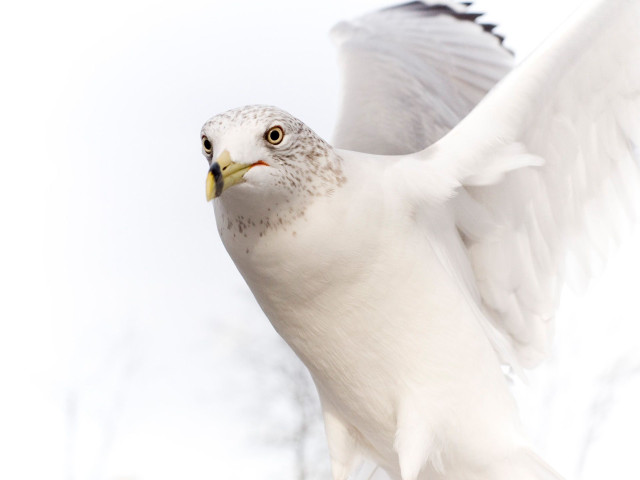 White bird flying wings angel free wallpaper - medium preview image