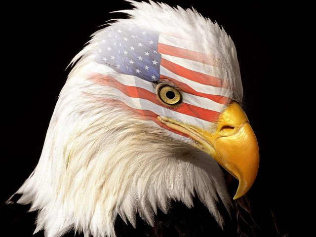 Bald eagle flag black background free wallpaper - medium preview image