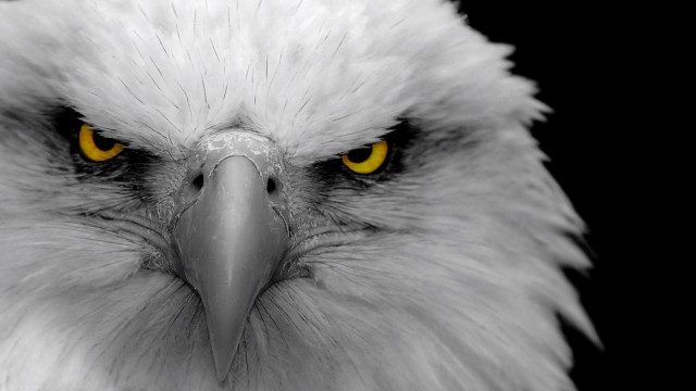 Bald eagle yellow eyes black free wallpaper - medium preview image