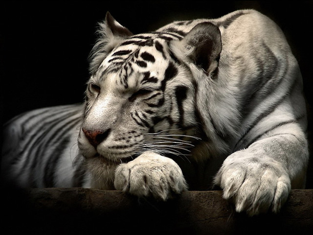 White tiger relaxing marble sculpture free wallpaper - medium preview image