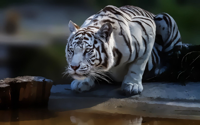 White tiger walking water tree free wallpaper - medium preview image