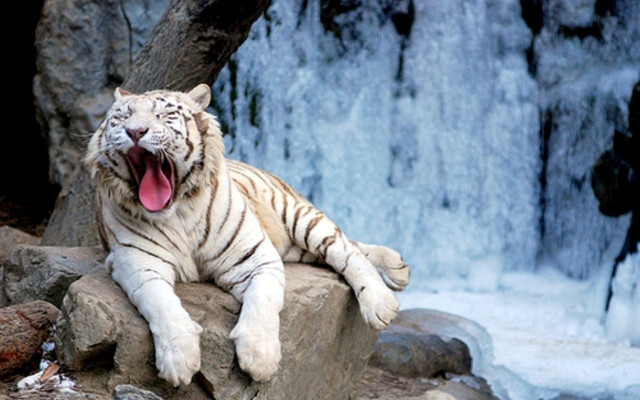 White tiger waterfall rock tree free wallpaper - medium preview image