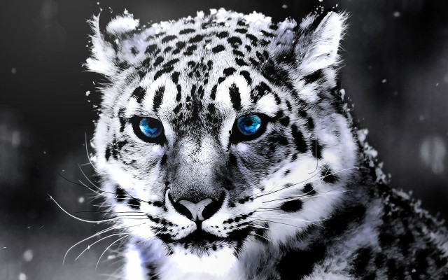 Snow leopard blue eyes artistic free wallpaper - medium preview image