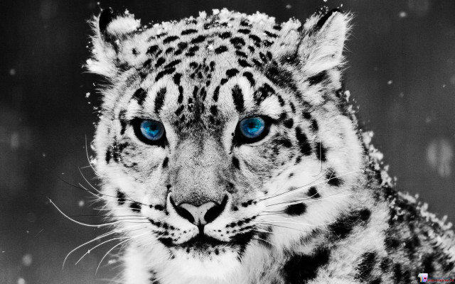 Snow leopard blue eyes snow #2 free wallpaper - medium preview image